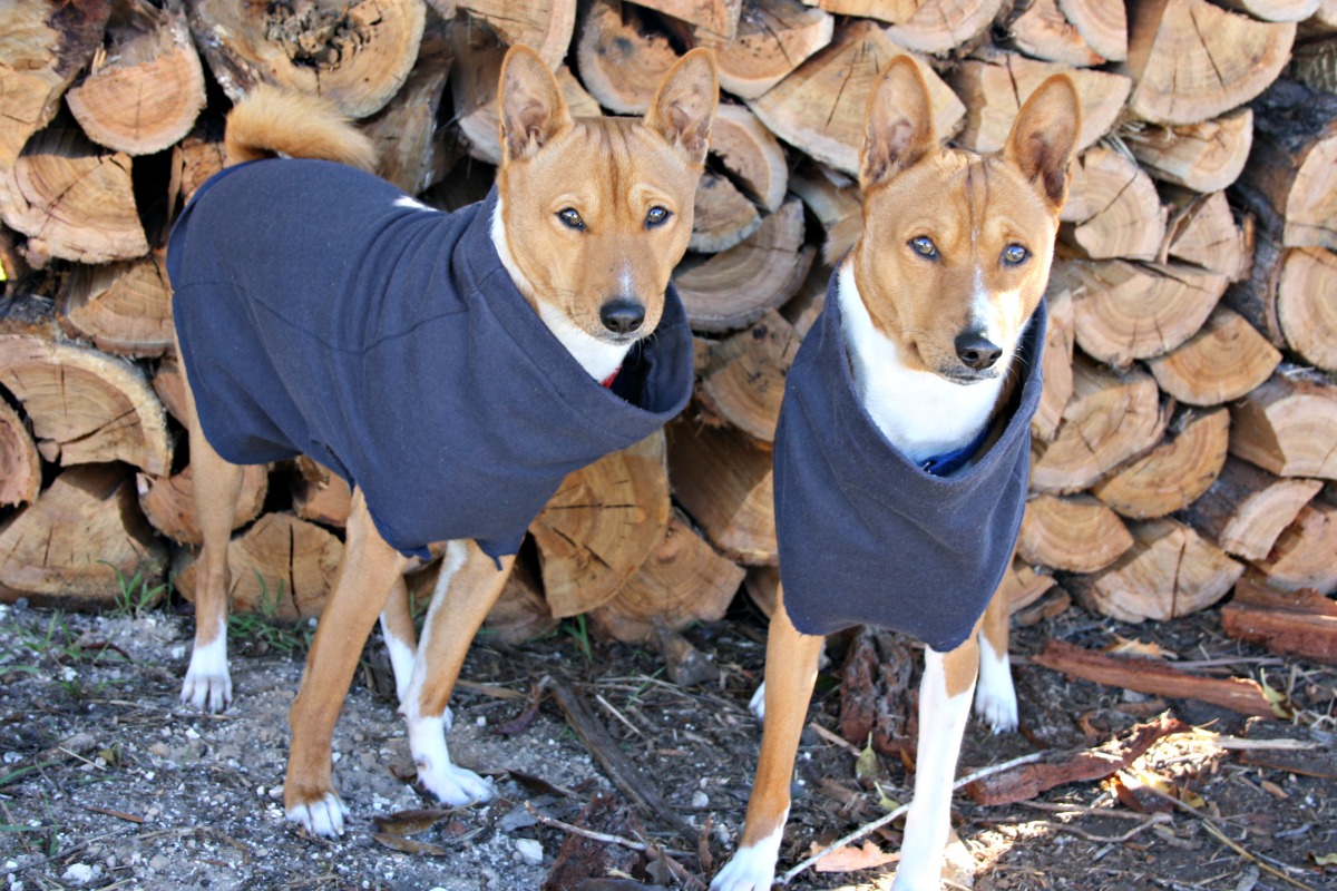 basenji winter coat